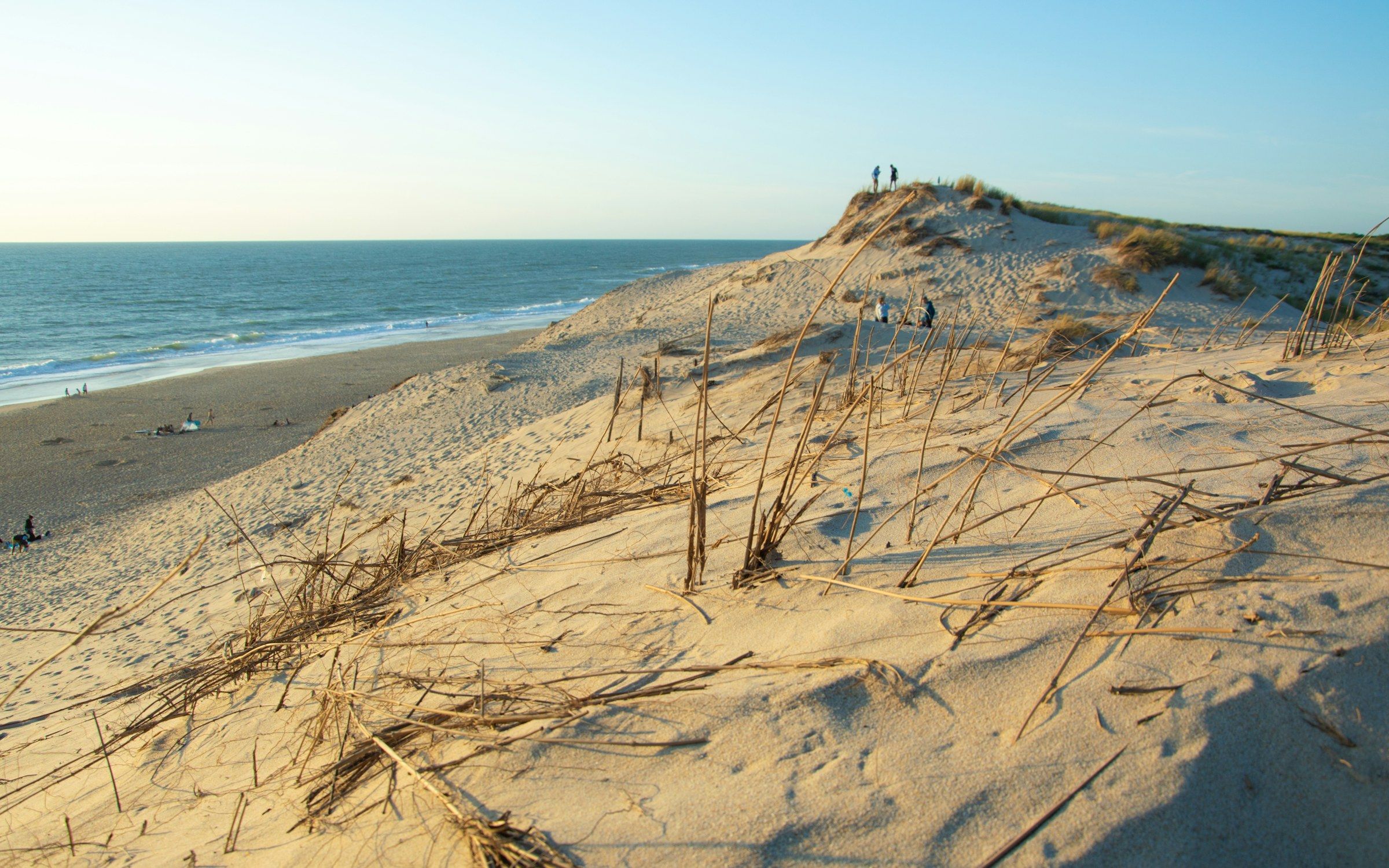 Dune couverte d'oyats au bord de l'océan